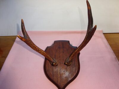 AM280 - Trophée de chasse